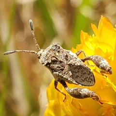 Merocorini