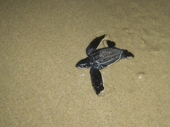 Dermochelys coriacea
