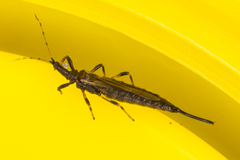 Idolothrips spectrum