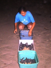 Dermochelys coriacea