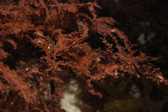 Sphaerococcus coronopifolius