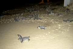 Dermochelys coriacea