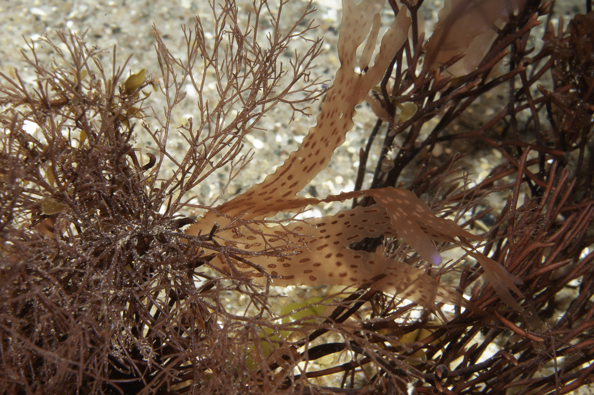 Nitophyllum punctatum
