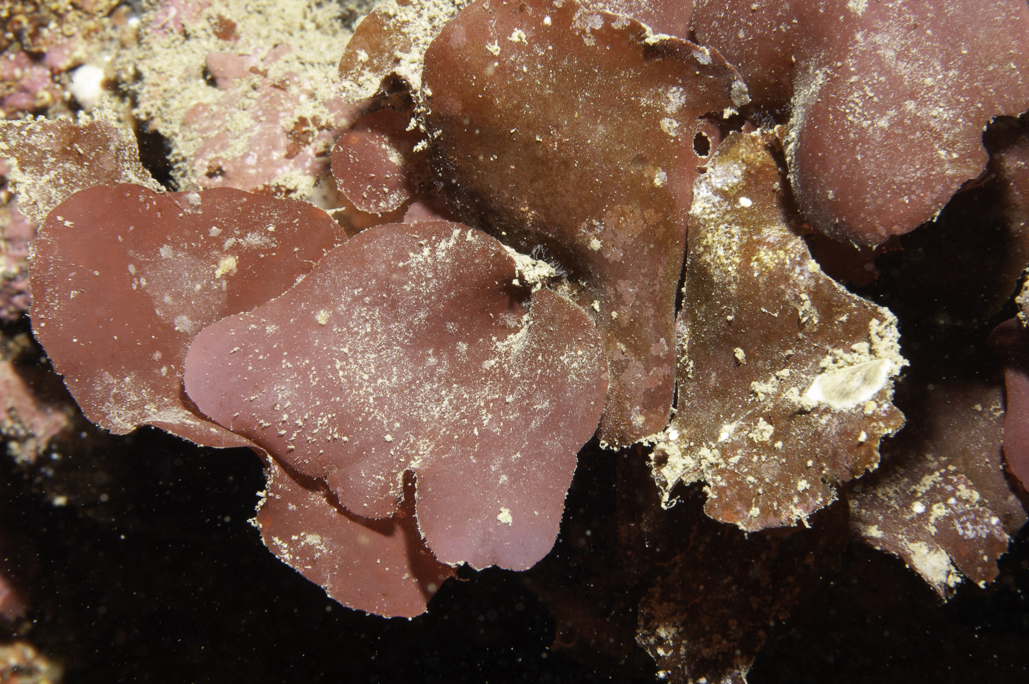 Meredithia