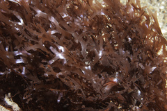 Acrosorium ciliolatum