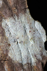 Eopyrenula intermedia