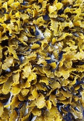 Sargassum aquifolium