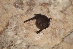 Peropteryx macrotis