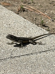 Sceloporus occidentalis