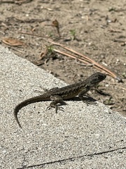 Sceloporus occidentalis
