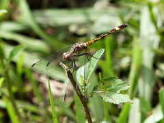 Micrathyria longifasciata