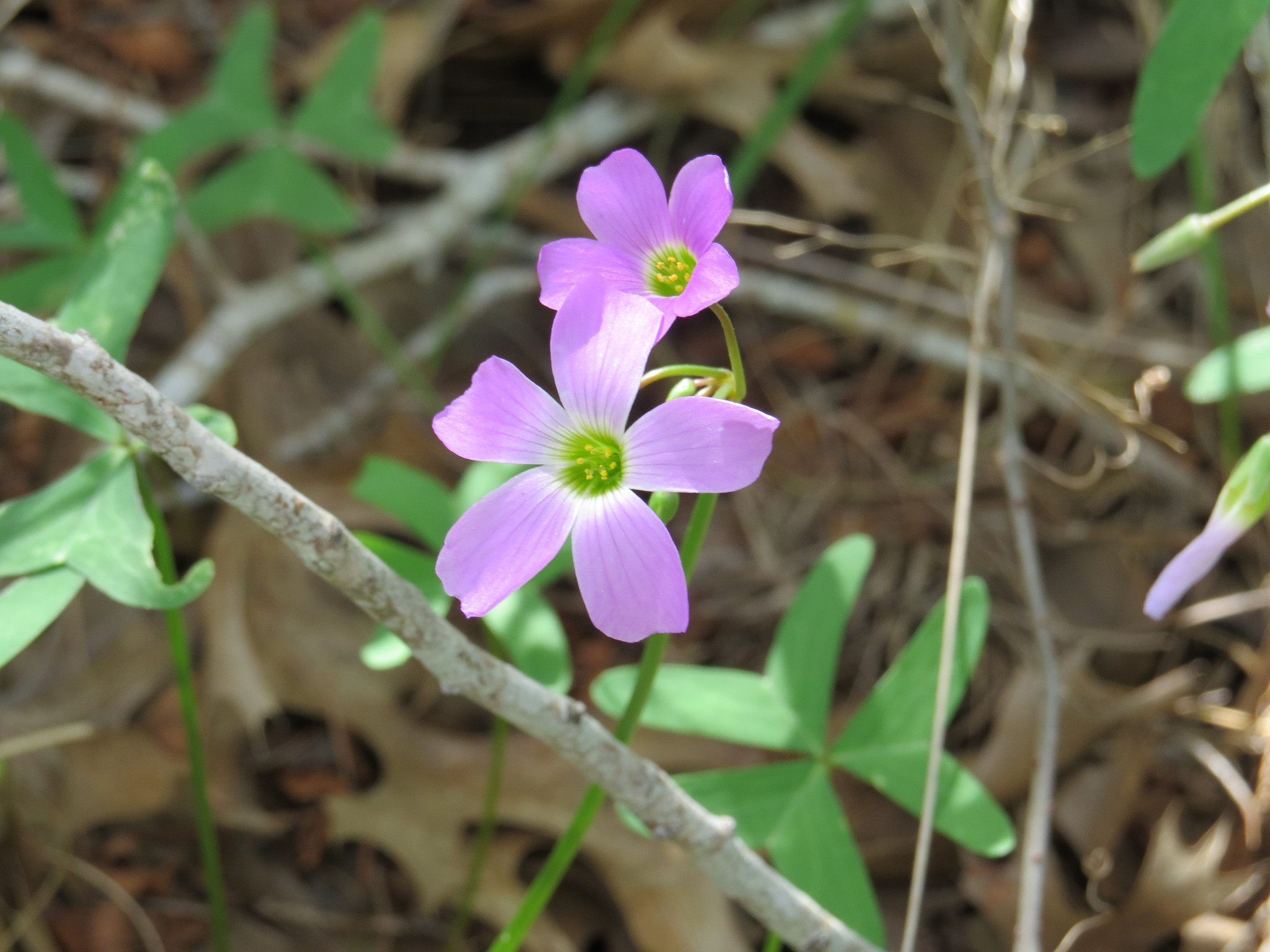 Oxalis drummondii