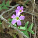 Drummond's Woodsorrel - Photo (c) Kenneth Bader, some rights reserved (CC BY-NC), uploaded by Kenneth Bader
