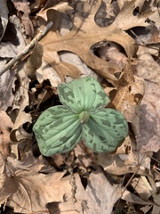 Trillium cuneatum