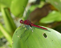 Erythemis mithroides
