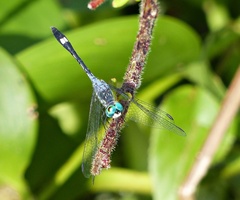 Micrathyria longifasciata