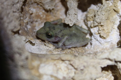 Craugastor yucatanensis