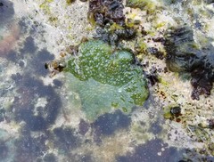 Dictyosphaeria versluysii