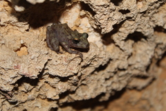 Craugastor yucatanensis