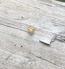 Tropidosteptes quercicola