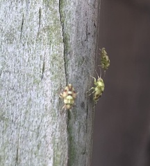 Tropidosteptes quercicola