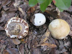 Tylopilus peralbidus