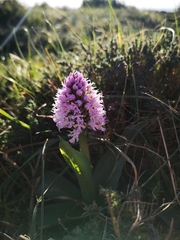 Neotinea conica