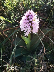 Neotinea conica
