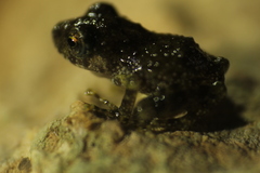 Craugastor yucatanensis