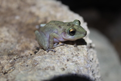 Craugastor yucatanensis