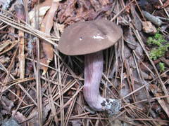 Tylopilus plumbeoviolaceus image