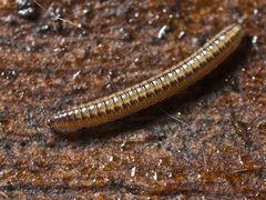 Siphonotidae