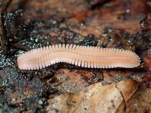 Feather Millipede photo 5