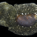 Smaragdinella calyculata - Photo (c) smithsonian_marinegeo, some rights reserved (CC BY-NC-SA), uploaded by smithsonian_marinegeo