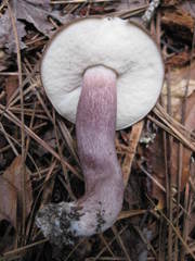 Tylopilus plumbeoviolaceus image