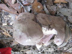Tylopilus plumbeoviolaceus image