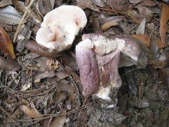 Tylopilus plumbeoviolaceus image