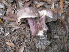 Tylopilus plumbeoviolaceus image