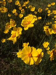 Leptosyne calliopsidea