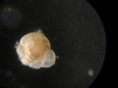Cibicidoides dispars