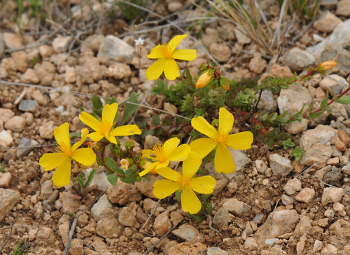 Hypericum rumeliacum