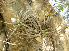 Tillandsia mauryana
