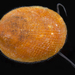 Phenacolepadidae - Photo (c) smithsonian_marinegeo, some rights reserved (CC BY-NC-SA), uploaded by smithsonian_marinegeo