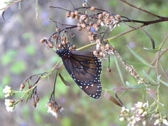 Danaus eresimus montezuma