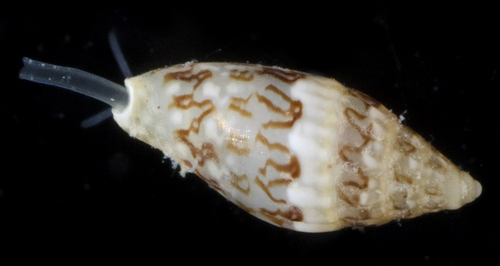 Seminella observed 2017-05-24