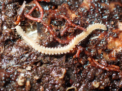 Andrognathus corticarius