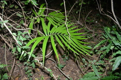 Zamia standleyi