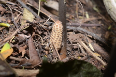 Zamia standleyi