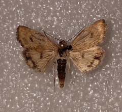 Heliocheilus paradoxus