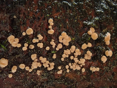 Pezicula corylina